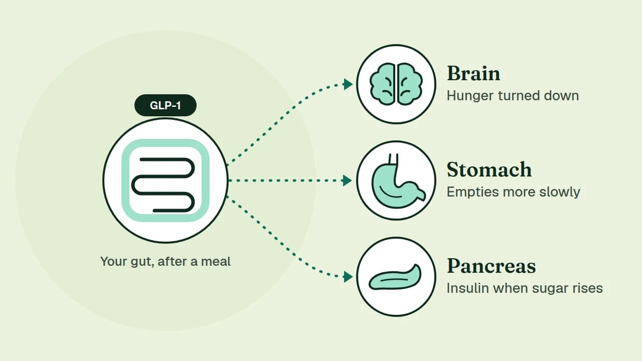 Illustration: after a meal the gut releases GLP-1, which sends three messages: to the brain (hunger turned down), the stomach (empties more slowly) and the pancreas (more insulin when sugar rises)