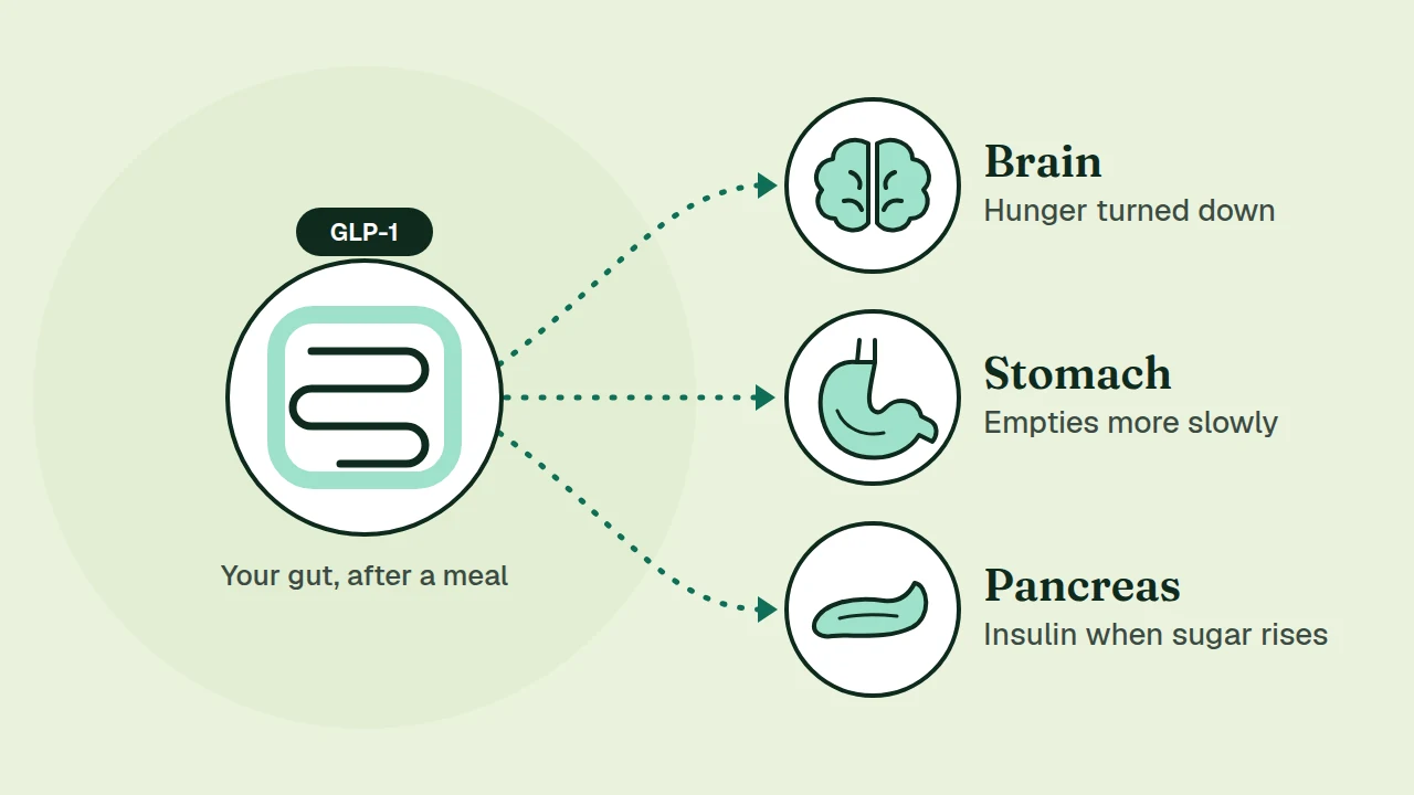 Illustration: after a meal the gut releases GLP-1, which sends three messages: to the brain (hunger turned down), the stomach (empties more slowly) and the pancreas (more insulin when sugar rises)